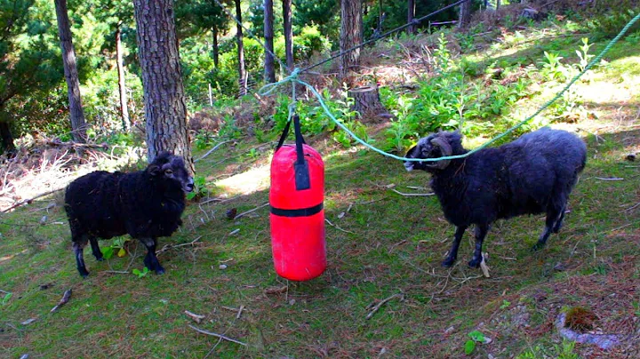 Rambro and Dodge fight over the punching bag