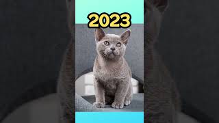 2023 Chartreux vs 5000 bce Chartreux