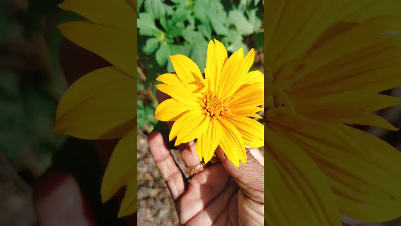 Affordable more plants 10 rs plants # low price plants from coimbatore #6379042442 