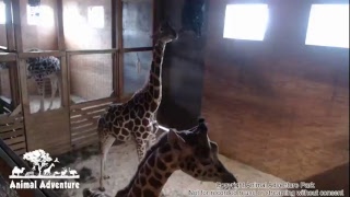 Giraffe Cam - Animal Adventure - April the Giraffe