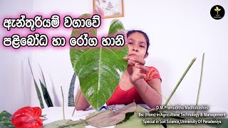 ඇන්තූරියම් වගාවේ පළිබෝධ හානි හා රෝග හානි හදුනාගෙන ප්‍රතිකාර කරමු/ how to control pests and diseases