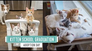 Another Adoption Day -- Kitten School Graduation