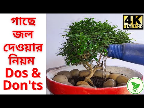 ভিডিও: ওয়াটারিং গার্ডেন: কীভাবে কার্যকরভাবে বাগানে জল দেওয়া যায় তা শিখুন