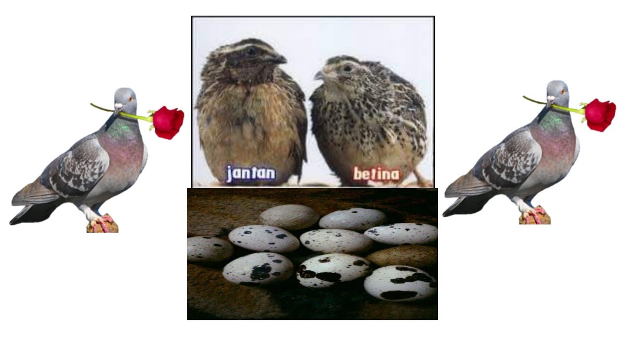 DETIK DETIK BURUNG PUYUH BERTELUR!! Banyak bangett telur nyaa 