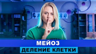 картинка: Деление клетки: Мейоз | ИНТЕНСИВ | Ксения Напольская