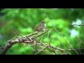 ウグイス(3)さえずり(飛島) - Japanese Bush Warbler - Wild Bird - 野鳥 動画図鑑