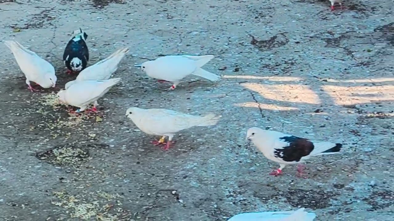 اطيرت الحمر الغربه صارت شارها😂جوعيها شلونهم جماعت اطير مو عندي😂