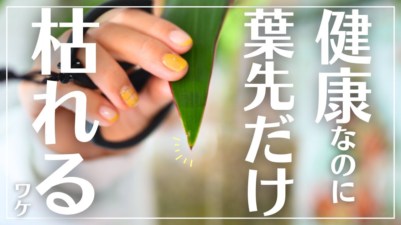 【なぜか葉先だけ枯れる】その理由解説します　観葉植物好きなら一度は経験するトラブル