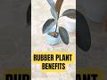 Rubber Plant 🌿 | Best Indoor Plant? #terracegarden