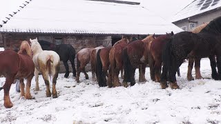 Caii Lui Dl. Sâtă 2021 De La Sugatag - Maramureș