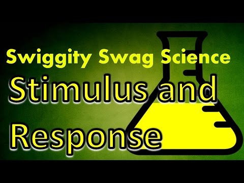 what is stimulus response screen-cast lecture - YouTube