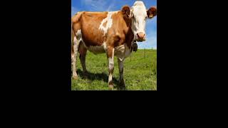 Animals Sounds Farm Version