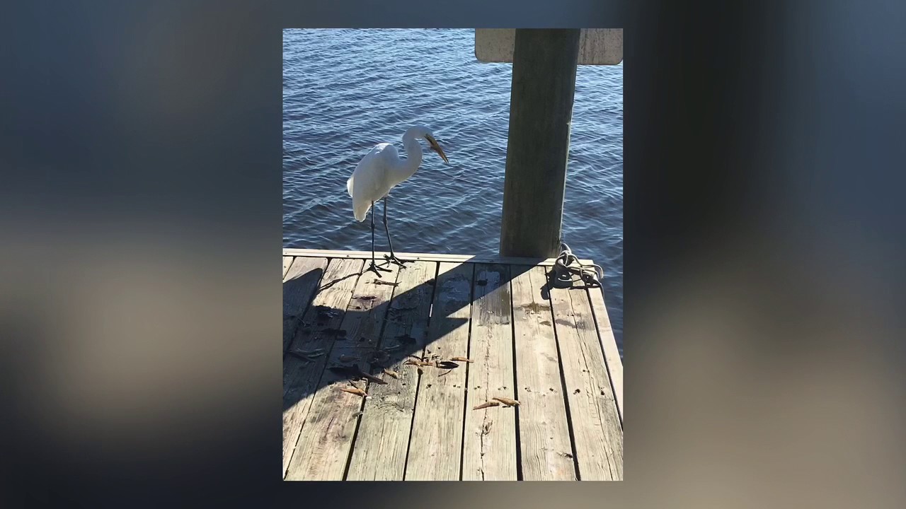 Manatee Pocket Walk 11-22-16