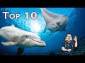 Meine TOP 10 | 2 Jahre Tauchspecial | große Haie, giftige Seeschlangen und mehr | #abgetaucht
