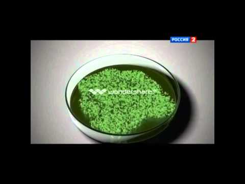 მასწავლებლის პრეზენტაცია