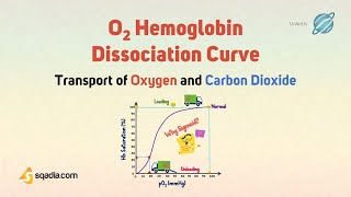 Transport of Oxygen and Carbon Dioxide | O2 Hemoglobin Dissociation Curve Physiology