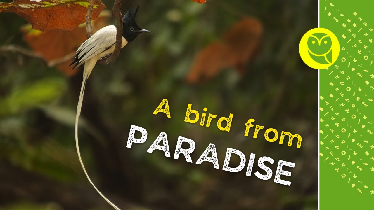 मध्य प्रदेश का राज्य पक्षी | State Bird Of MP 