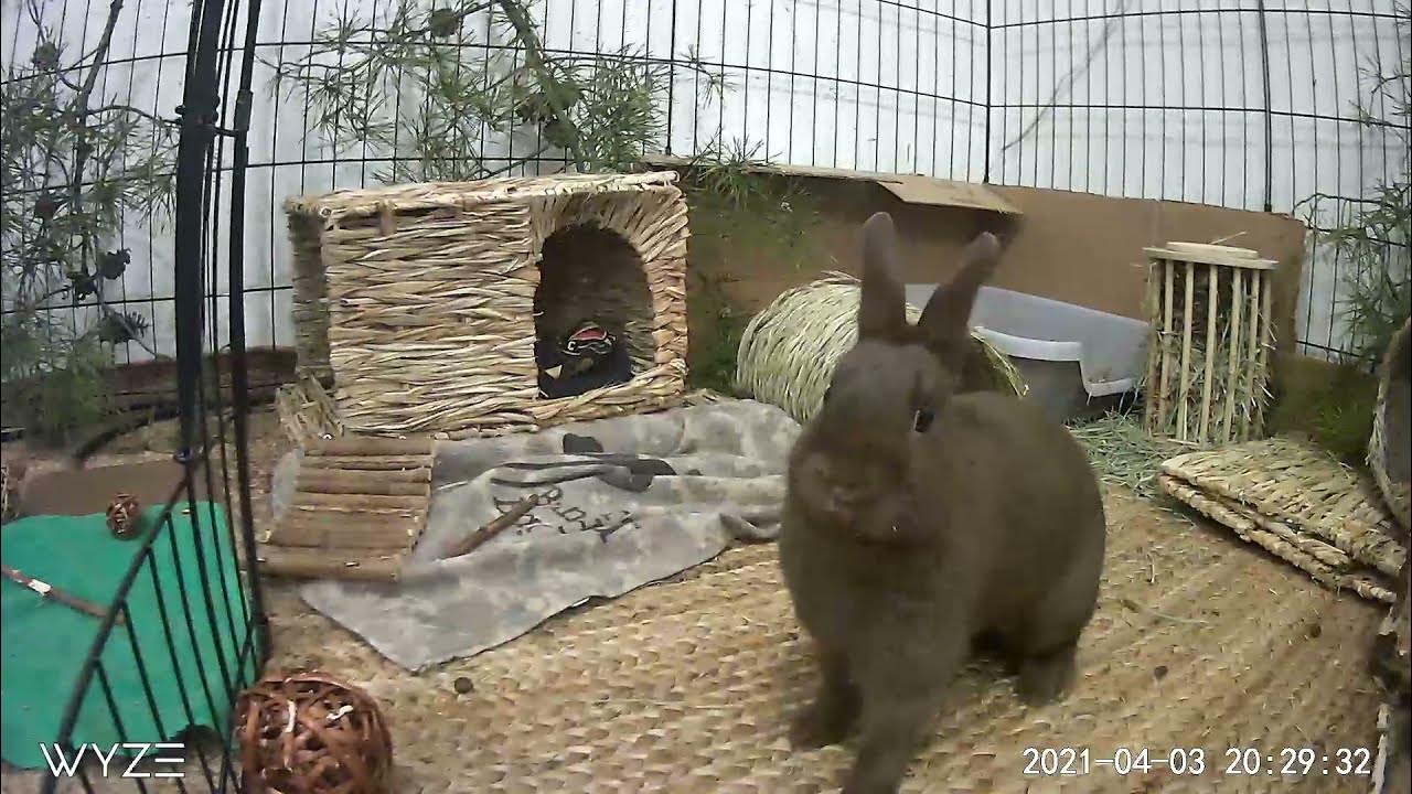 Bunny zoomies YouTube