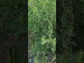 FAIDA YA MTI WA MGUNGA KWENYE KUTIBU MARADHI MBALI MBALI YA MWILI WA BINAADAM FAIDA YA MTI WA MGUNGA KWENYE KUTIBU MARADHI MBALI MBALI YA MWILI WA BINAADAM