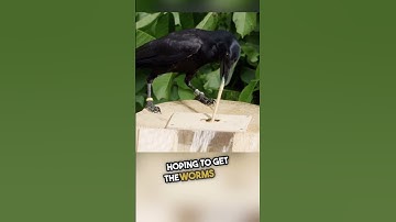 This is why crows are even smarter than we thought 😨