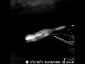 33 Seconds of Nighttime Calm: The Pond’s Night Shift