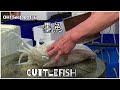 又來生劏大墨魚 96蚊斤【OH! Seafood HK 賣魚佬】｜西環魚王