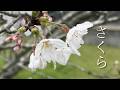 【歌ってみた】 「森山直太朗 - さくら」【シュモ】