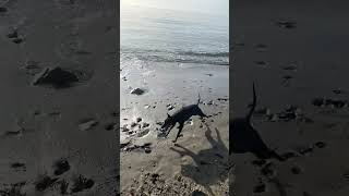 English Toy Terrier leker i vattenbrynet☀ Dogs playing om the beach.