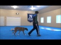 Howie (Boxer) - Boot Camp Dog Training Minneapolis Howie (Boxer) - Boot Camp Dog Training Minneapolis