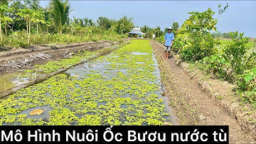 Mô Hình Nuôi Ốc Bươu Đen Bằng Nước Ao Tù