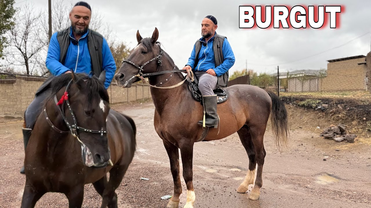 “Piskentning eng zo‘r qorabayiri! Bu otning zardasi yerni titratdi!”