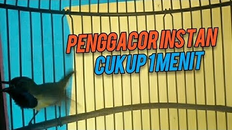 PENGGACOR INSTAN SOGON MACET CUKUP 1MENIT NYAUT GACOR   #sogon #sogonbahan #sogonijoan #sogokontong