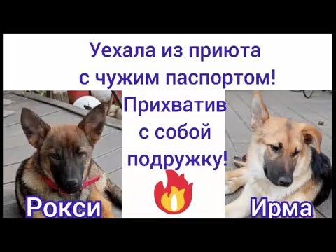 Уехала из приюта с чужим паспортом! Прихватив с собой подружку! Приют для животных