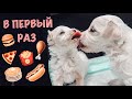 ПЕРВАЯ ЕДА 🍗 ЩЕНКИ МАЛЕНЬКИЕ ПОРОСЯТА 🐷 ПЕРВЫЙ РАЗ ‼️