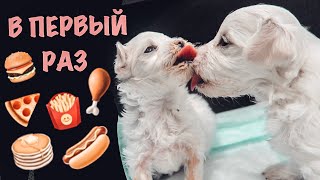 ПЕРВАЯ ЕДА 🍗 ЩЕНКИ МАЛЕНЬКИЕ ПОРОСЯТА 🐷 ПЕРВЫЙ РАЗ ‼️