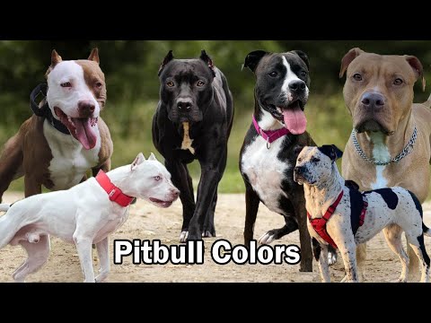 Pitbull Colors And Patterns | Types of American Pitbull colors That are popular today !