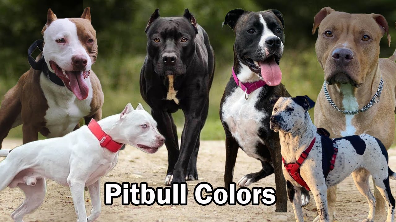 10 Different Types Of Pitbull Colors And Patterns YouTube 10 Different Types Of Pitbull Colors And Patterns YouTube