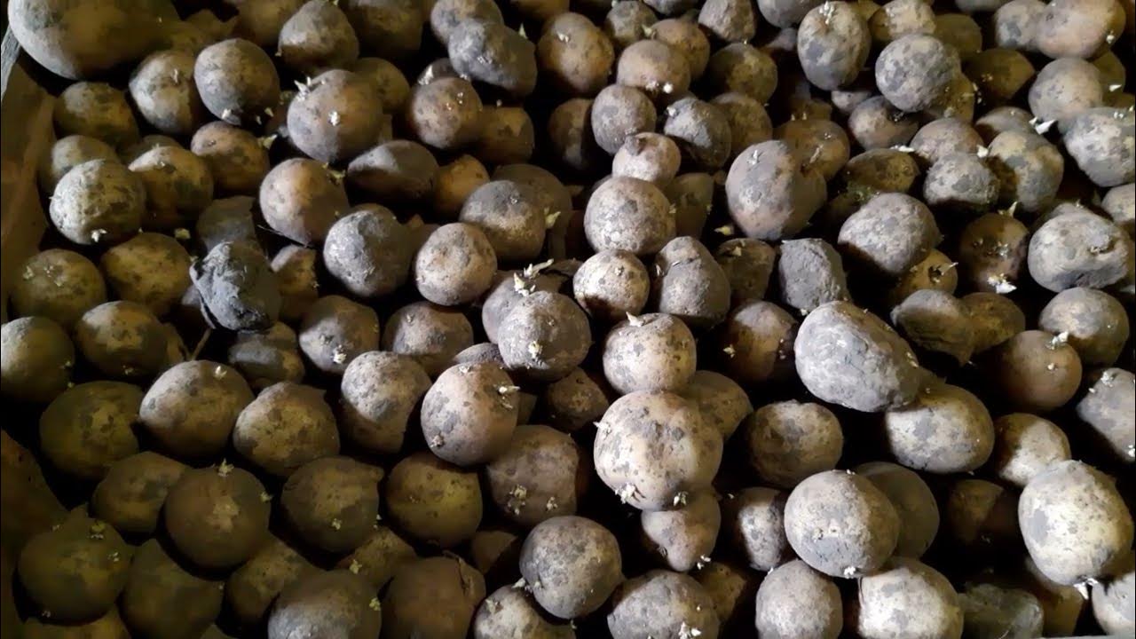 Посадочный материал картофеля тирас и другие сорта 2022. - YouTube
