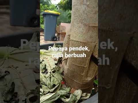 Video: Pemangkasan Pohon Pawpaw - Tips Memotong Pohon Pawpaw