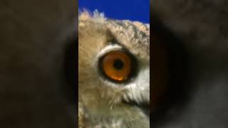 Owl Up Close What Big Eyes you have #shorts #short