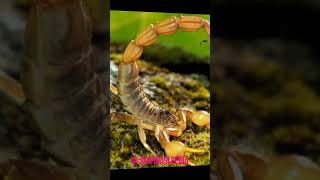 Kalajengking Racun Termahal Sedunia #shorts #tiktok #inspirasi #inspirasipedia