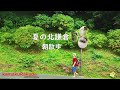 【4K】夏の北鎌倉・朝散歩 (蓮の池)