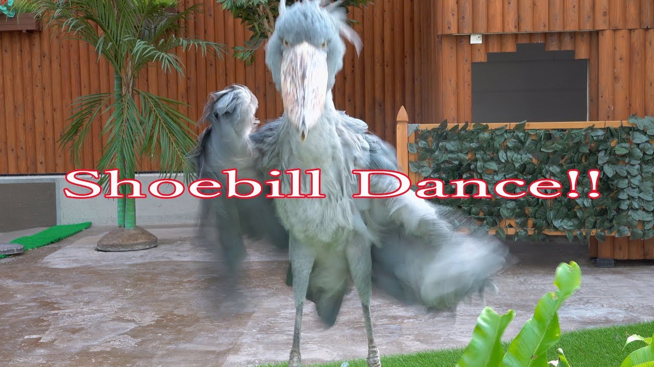 フクロウとたなびく千鳥のスローダンス maxresdefault.jpg