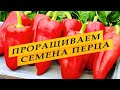 Как правильно прорастить семена перца.