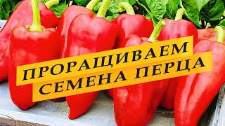 Как правильно прорастить семена перца.