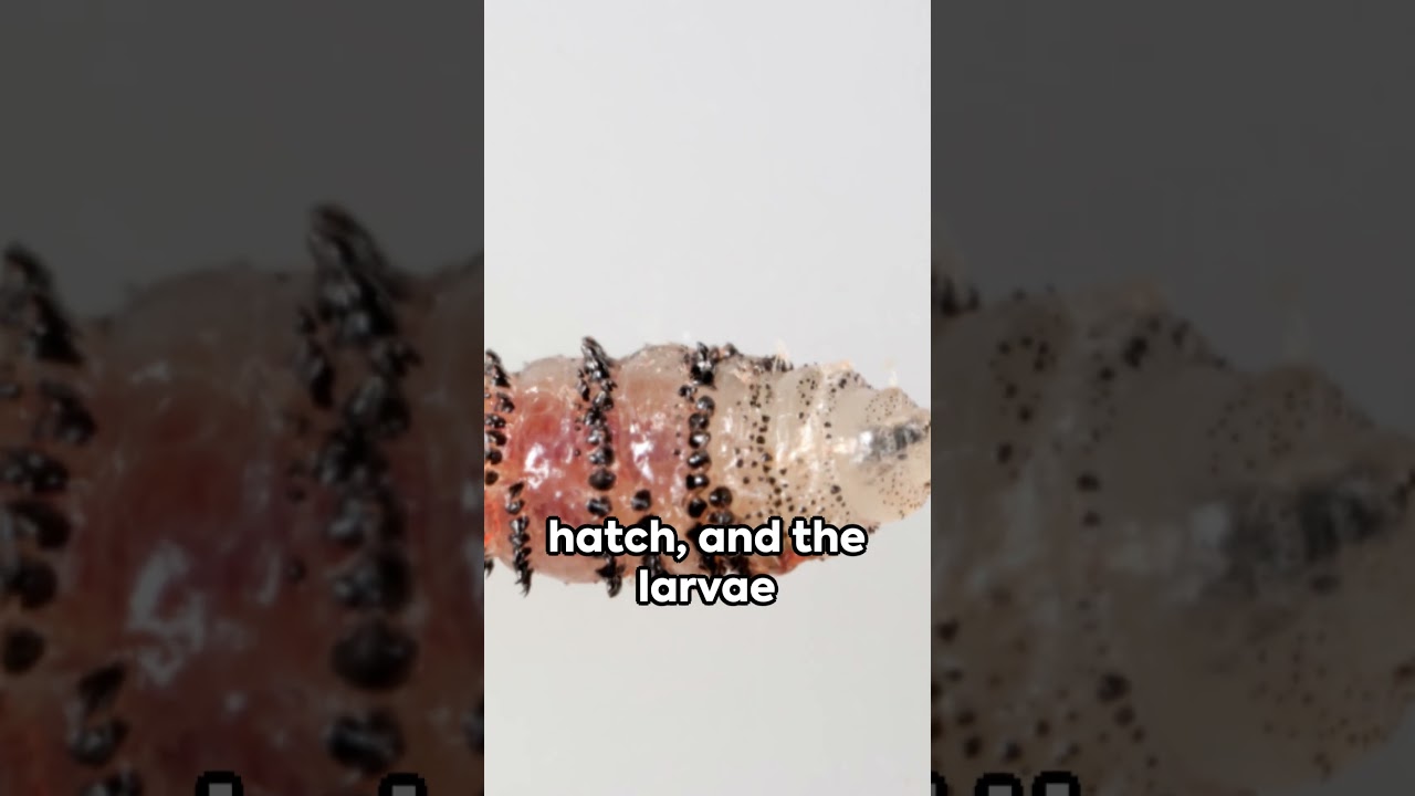 Bot Flies - A Quick Overview