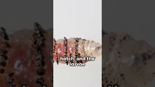 Bot Flies - A Quick Overview