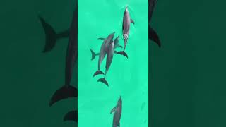 Дельфины на Сокотре