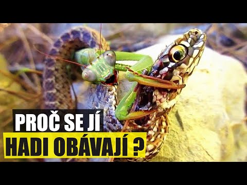 Video: K čemu je dobrá kudlanka?