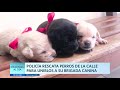 Domingo al Día: Policía rescata perros de la calle para unirlos a su brigada canina